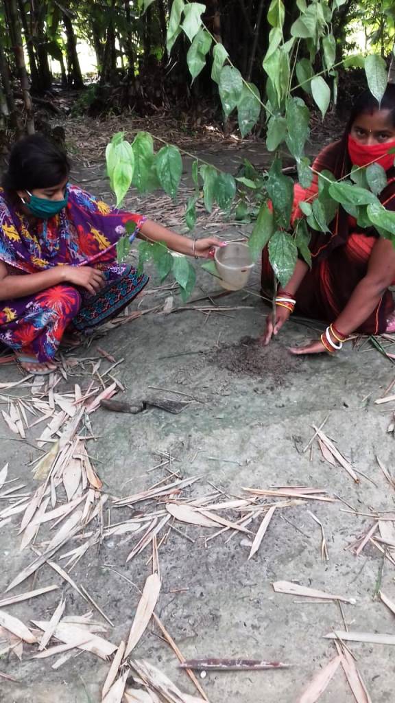 Fertilizer for coconut tree grow fast - Coconut Crops - YouTube